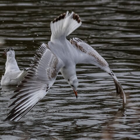Gull-Black-Headed-4