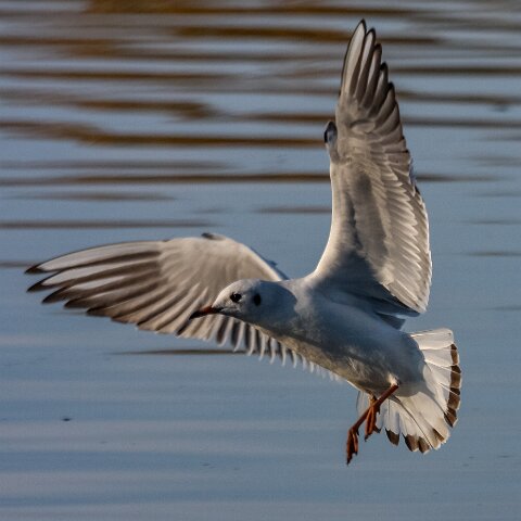 Gull-Black-Headed-5
