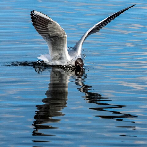 Gull-Black-Headed-7