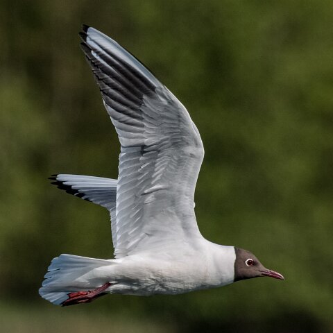 Gull-Black-Headed-8