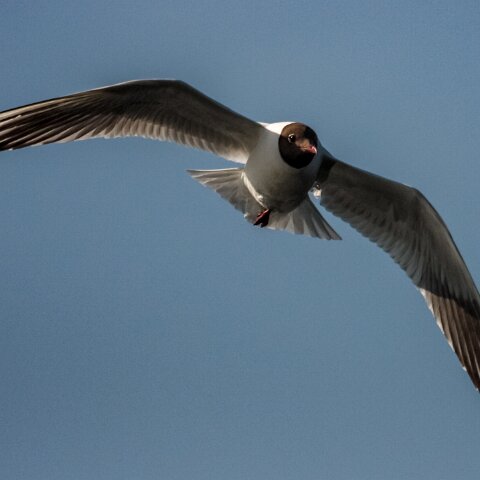 Gull-Black-Headed-9