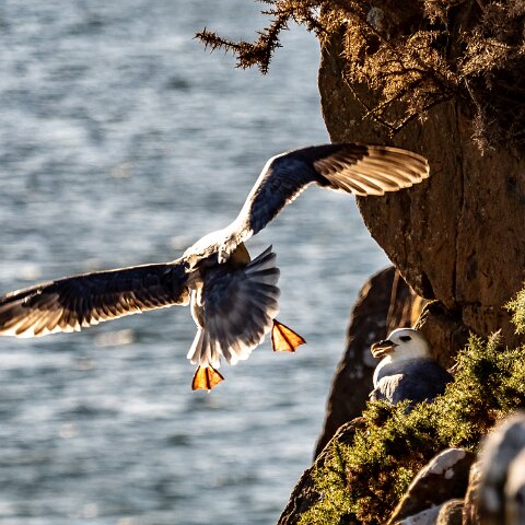 Gull-Fulmar-11
