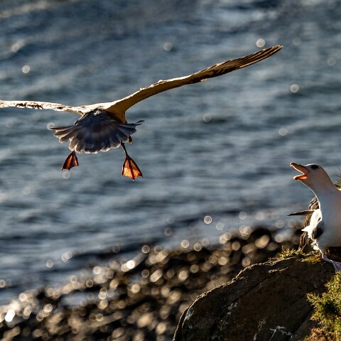 Gull-Fulmar-14