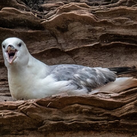 Gull-Fulmar-19