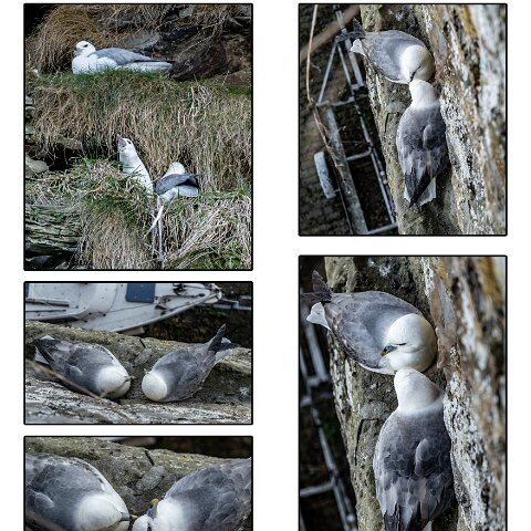 Gull-Fulmar-3