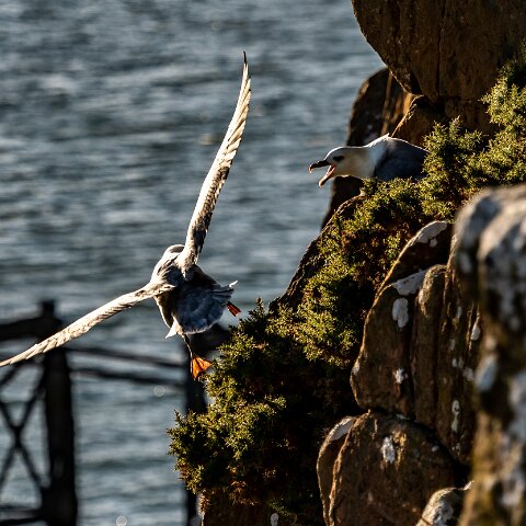 Gull-Fulmar-4