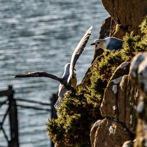 Gull-Fulmar-5