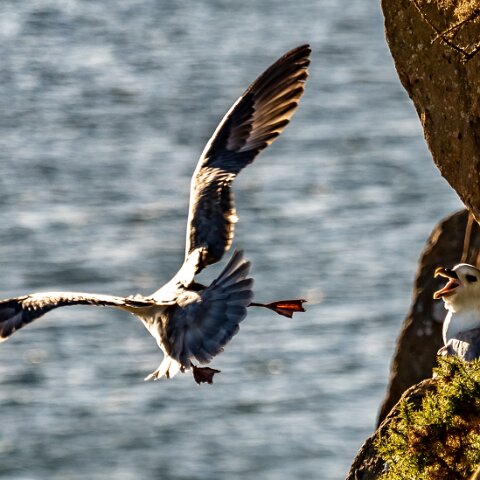 Gull-Fulmar-7