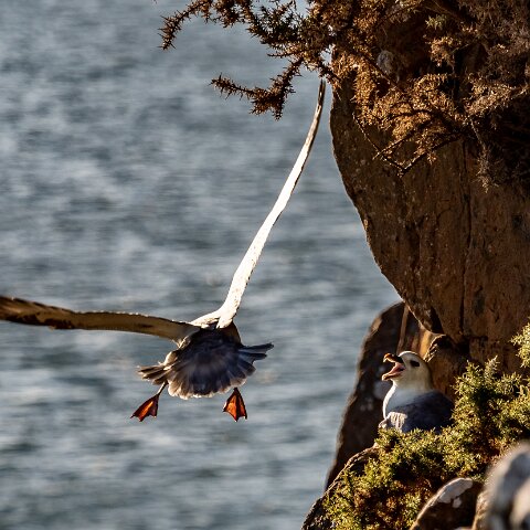 Gull-Fulmar-8