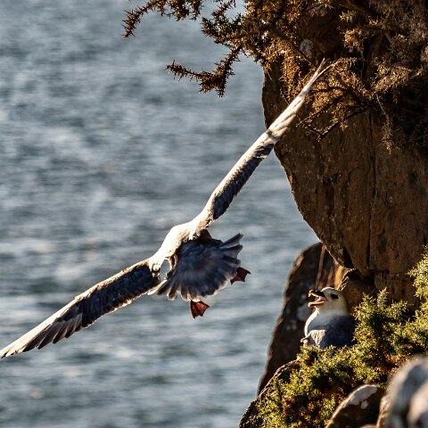 Gull-Fulmar-9