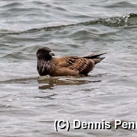 Gull-Great-Skua-3