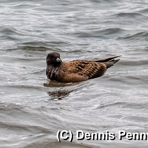 Gull-Great-Skua-4
