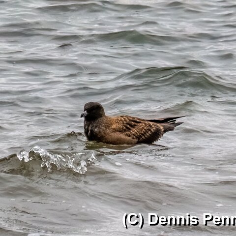 Gull-Great-Skua-5