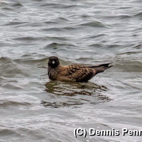 Gull-Great-Skua-6