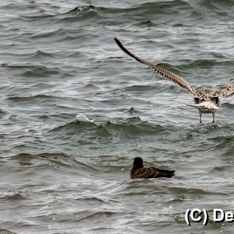 Gull-Great-Skua-8