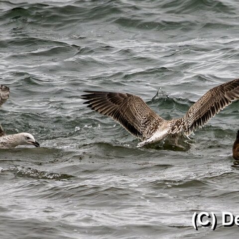 Gull-Great-Skua-9