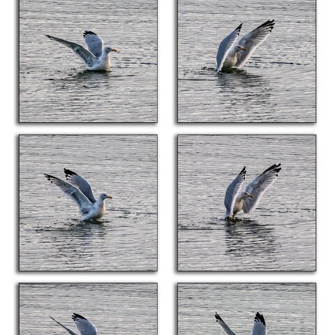 Gull-Herring-1