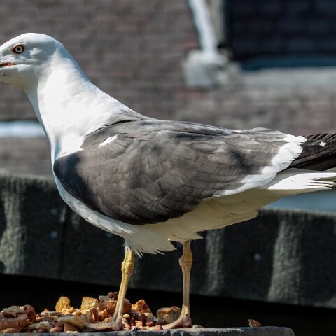 Gull-Herring-11