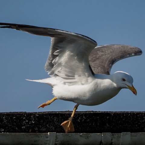 Gull-Herring-14
