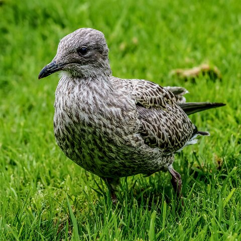 Gull-Herring-16