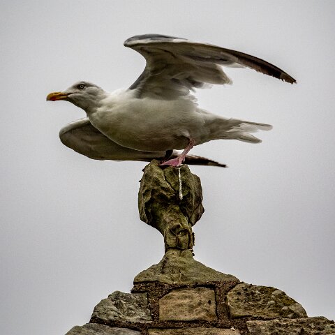 Gull-Herring-17