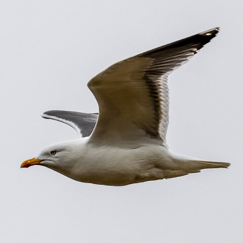Gull-Herring-19