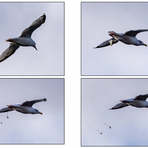 Gull-Herring-2