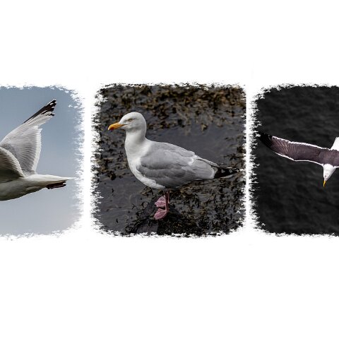 Gull-Herring-3
