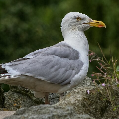 Gull-Herring-5