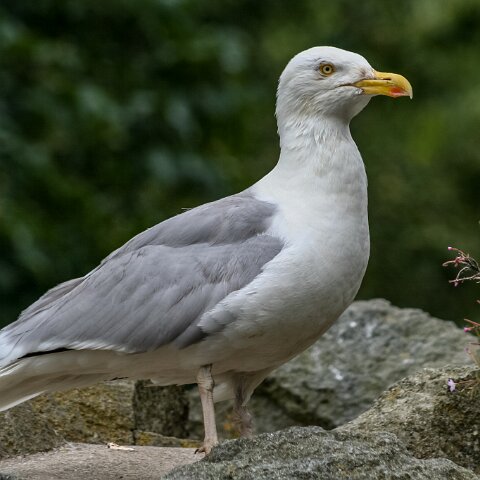 Gull-Herring-6