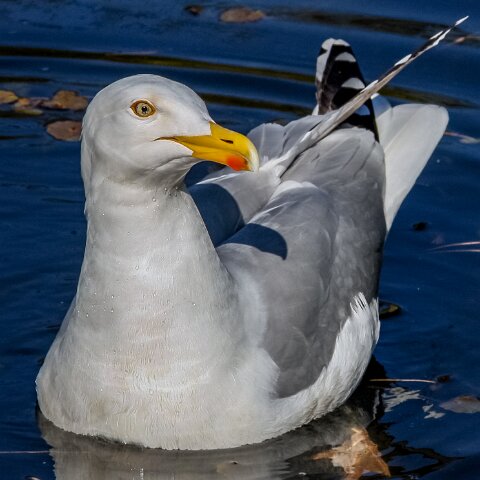 Gull-Herring-7