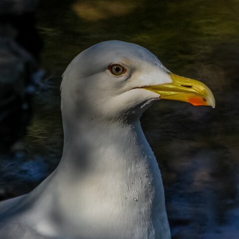Gull-Herring-8