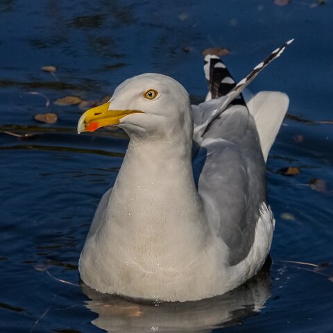 Gull-Herring-9