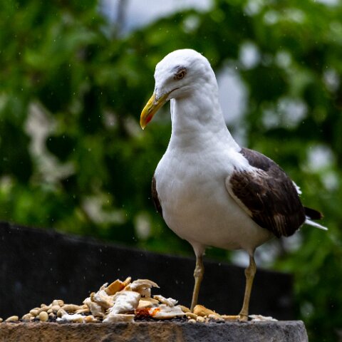 Gull-Lesser-Black-Backed-1