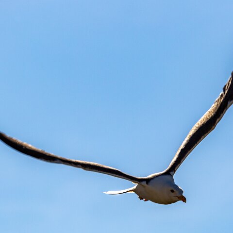 Gull-Lesser-Black-Backed-10