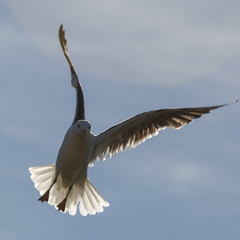 Gull-Lesser-Black-Backed-11