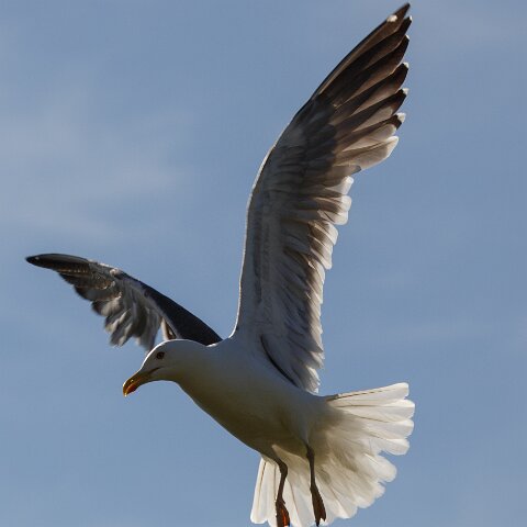 Gull-Lesser-Black-Backed-12