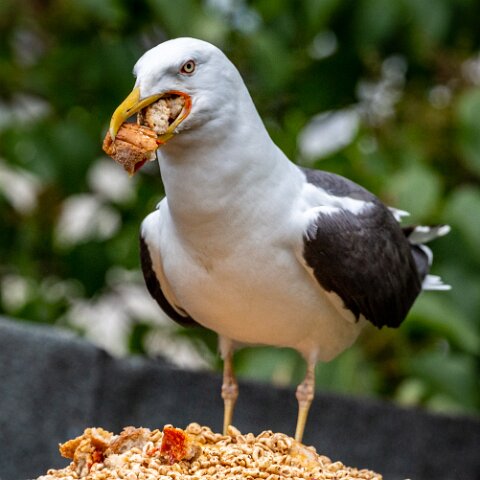 Gull-Lesser-Black-Backed-14