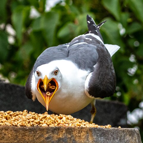 Gull-Lesser-Black-Backed-15