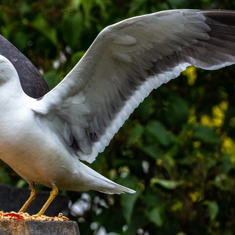 Gull-Lesser-Black-Backed-16
