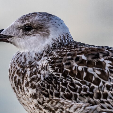 Gull-Lesser-Black-Backed-17