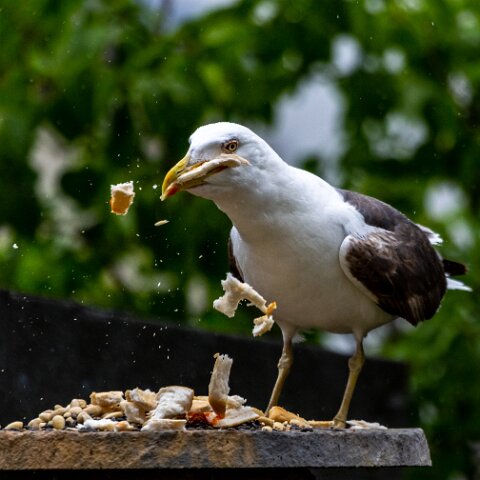 Gull-Lesser-Black-Backed-2