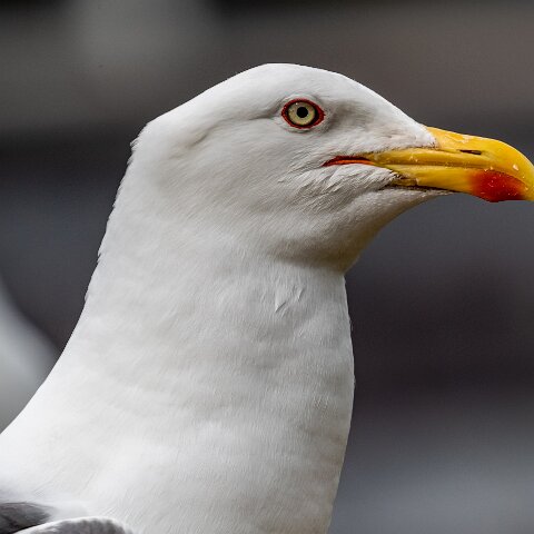 Gull-Lesser-Black-Backed-20