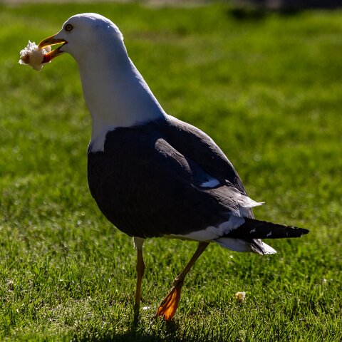 Gull-Lesser-Black-Backed-3