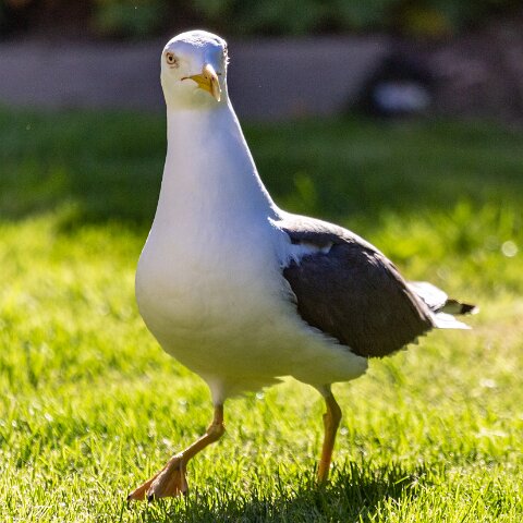 Gull-Lesser-Black-Backed-4