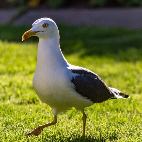 Gull-Lesser-Black-Backed-5
