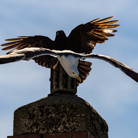 Gull-Lesser-Black-Backed-6