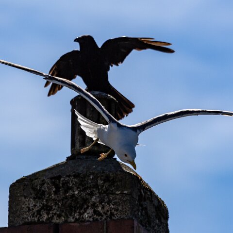 Gull-Lesser-Black-Backed-7