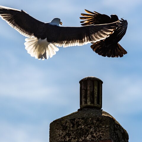 Gull-Lesser-Black-Backed-8