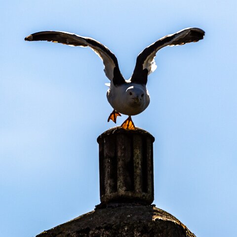 Gull-Lesser-Black-Backed-9